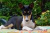 Basenji Hund