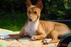 Basenji Hund