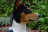 Basenji Hund