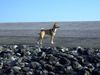 Basenji Hund