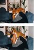 Basenji Hund