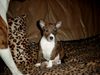 Basenji Hund