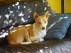 Basenji Hund