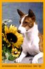 Basenji Hund