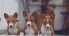 Basenji Hund