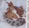 Basenji Hund