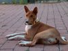 Basenji Hund