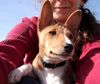 Basenji Hund