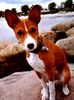 Basenji Hund