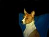 Basenji Hund