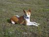 Basenji Hund