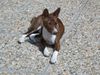 Basenji Hund