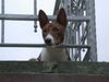 Basenji Hund