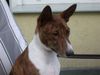 Basenji Hund