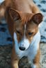 Basenji Hund