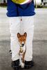 Basenji Hund