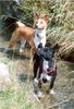 Basenji Hund