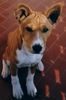 Basenji Hund