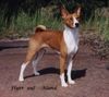 Basenji Hund