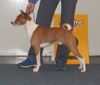 Basenji Hund