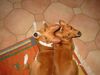 Basenji Hund