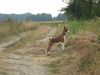 Basenji Hund