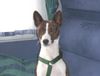 Basenji Hund