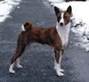 Basenji Hund