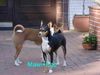 Basenji Hund