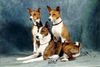 Basenji Hund