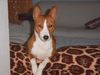 Basenji Hund