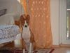 Basenji Hund