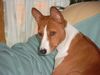 Basenji Hund