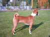 Basenji Hund