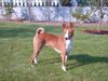 Basenji Hund