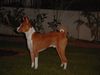 Basenji Hund