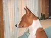 Basenji Hund