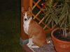 Basenji Hund