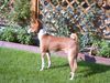 Basenji Hund