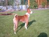 Basenji Hund