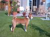 Basenji Hund