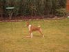 Basenji Hund