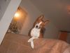 Basenji Hund