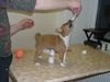 Basenji Hund