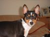 Basenji Hund