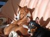 Basenji Hund