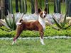 Basenji Hund