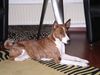 Basenji Hund