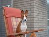 Basenji Hund