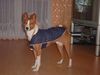 Basenji Hund